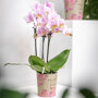 Andorra orchidee roze